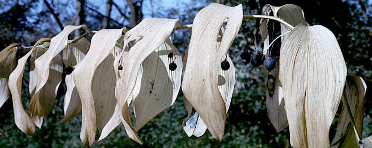 Polygonatum multiflorum : plante en fruits